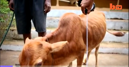 shortest cow-k...